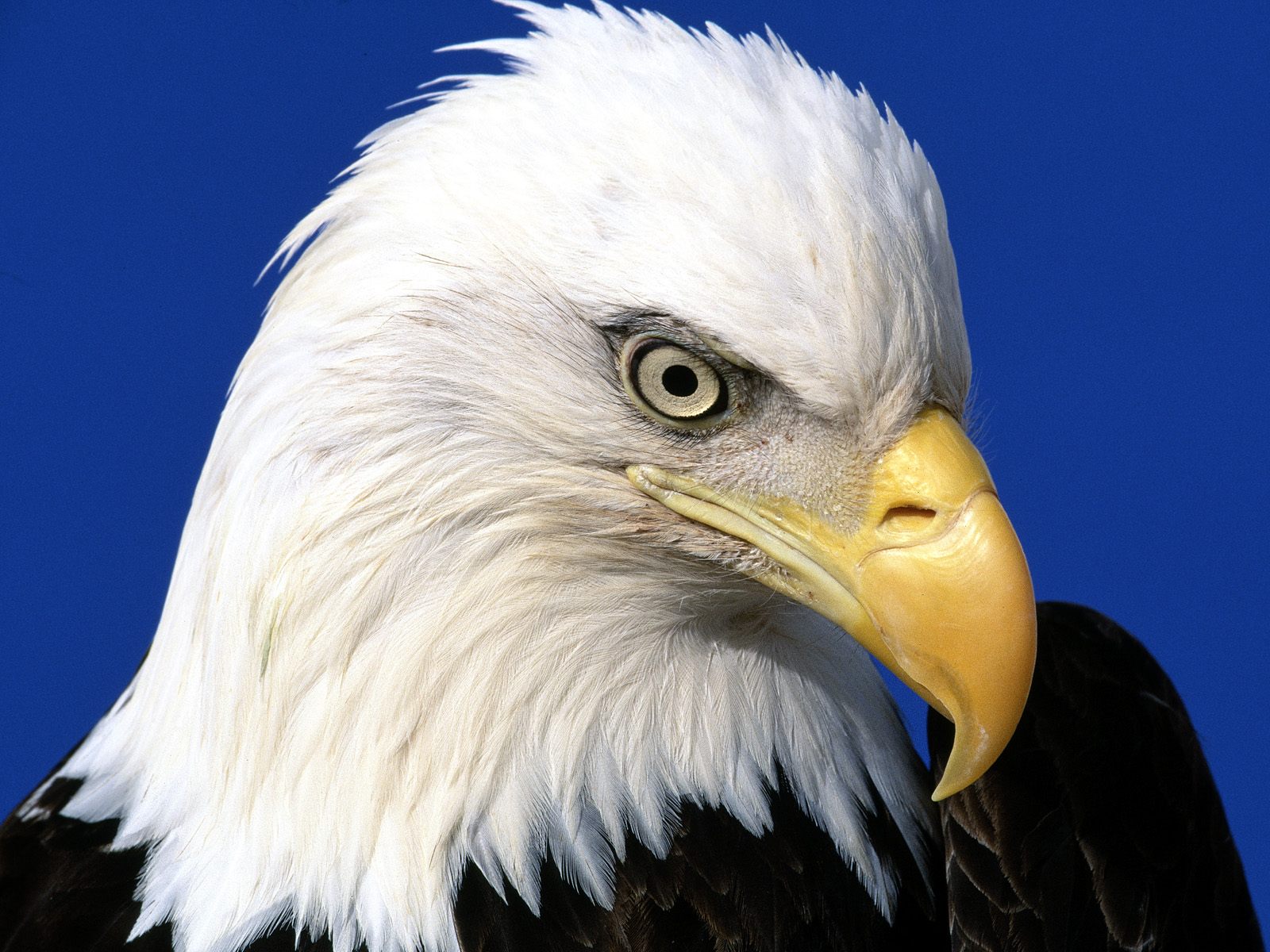 Noble Lead Bald Eagle5529611636